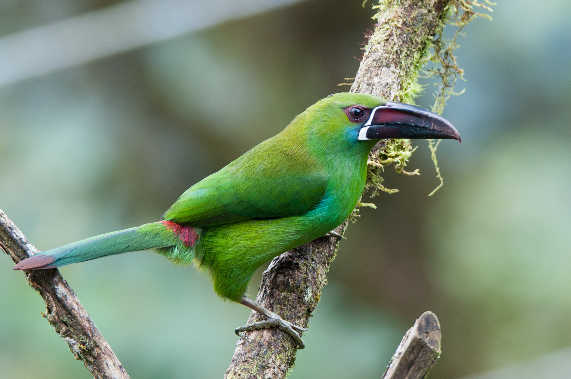 Crimson-rumped Toucanet at Balcon Tumpiki